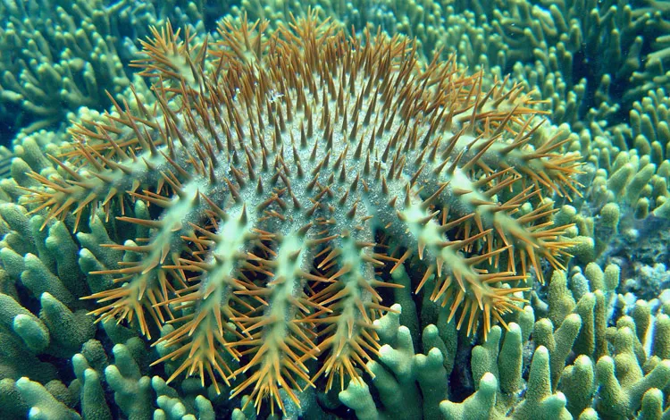 Crown of Thorns Starfish in the Marianas Islands