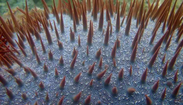 A crown-of-thorns starfish in the Marianas Islands.