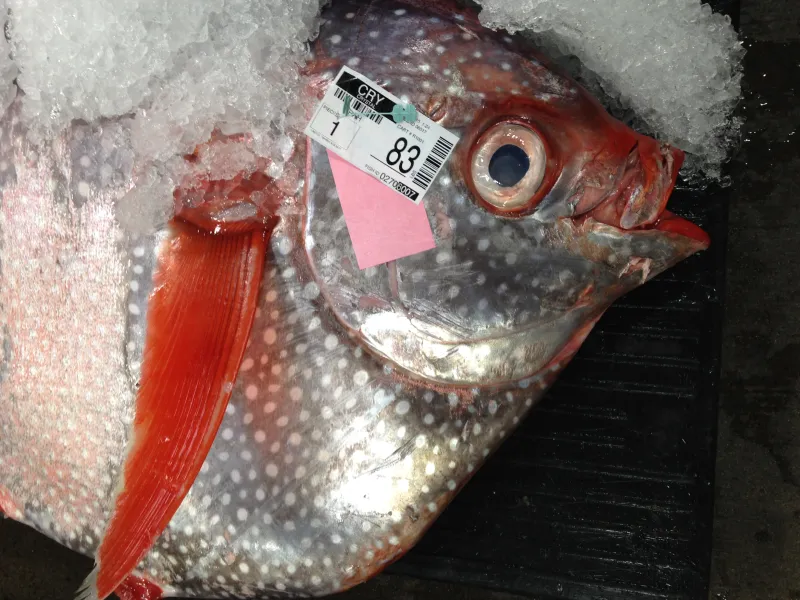 An opah at the Honolulu Fish Auction with a printed label attached that includes an ID number, bar code, the date, the receiver's ID number, the cart number, species name, vessel name, and weight of the fish.