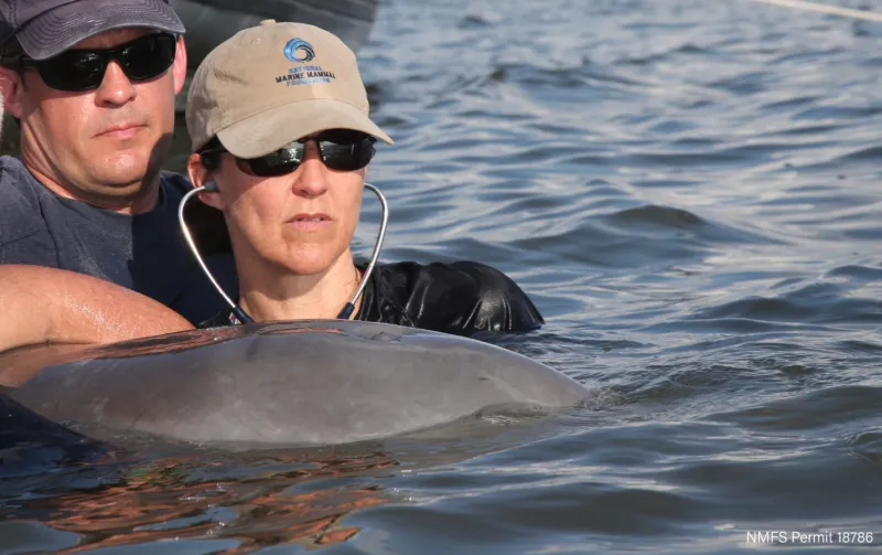 a veterinarian listens to a dolphin's heartbeat