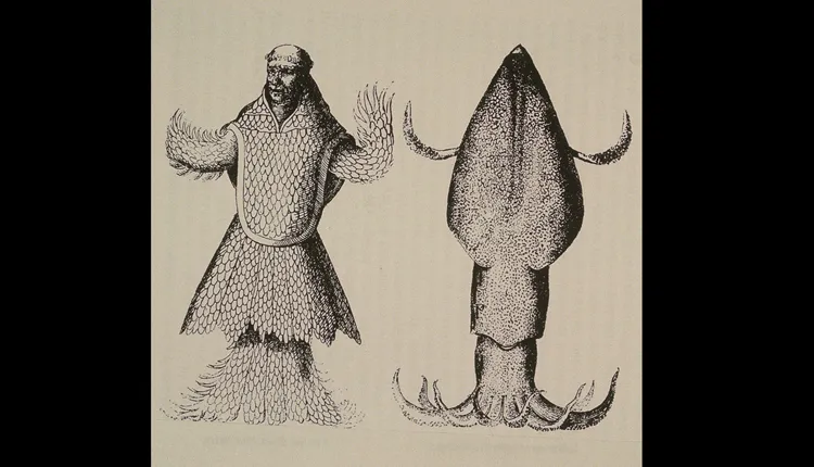 Mermen? Sea Monks? Or Giant Squid? Illustration of a giant squid versus a merman.