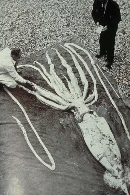 This giant squid washed up on a beach in Norway around 1950.