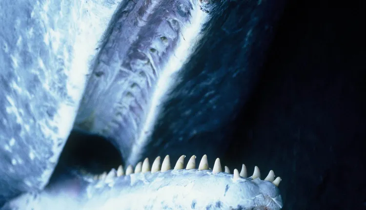 Photo taken of the inside of a sperm whale's mouth. The teeth on the lower jaw fit into sockets above- perfect for eating squid.