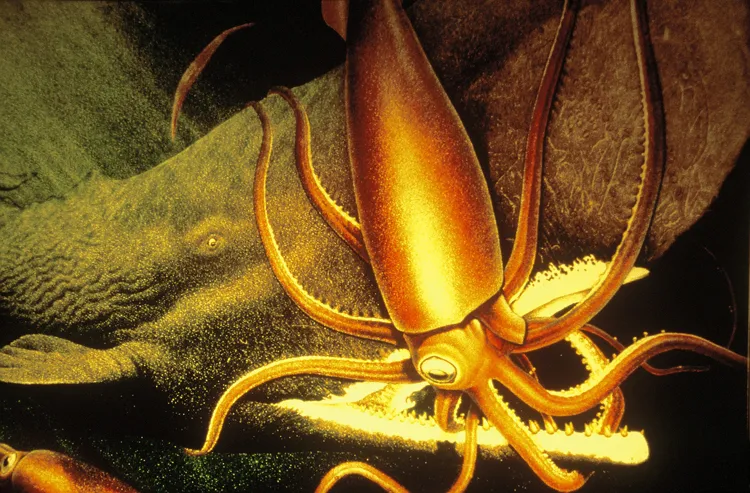 An adult giant squid battles its only known predator - a sperm whale.