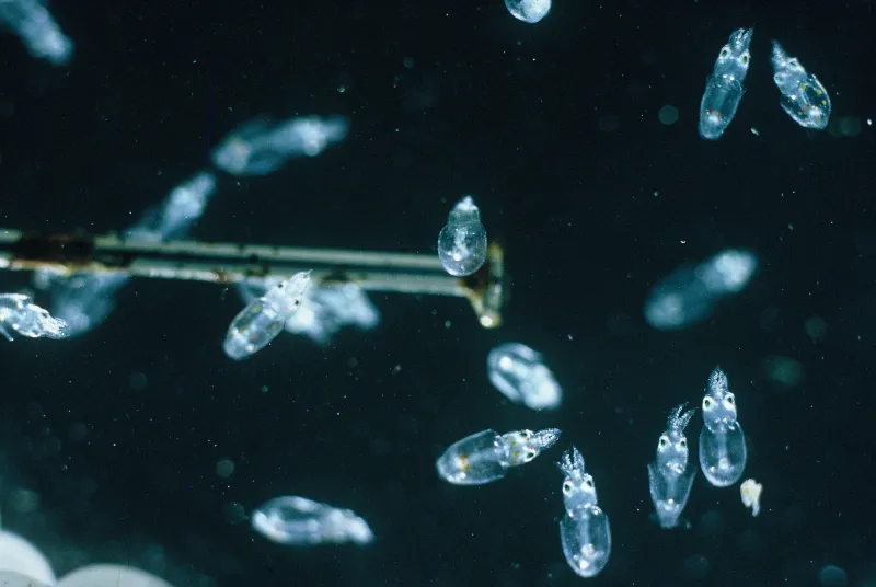 Photograph of many tiny transparent larval squid surrounding the head of a dissecting pin.