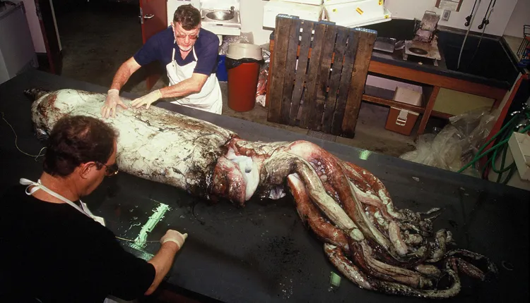 Dr. Clyde Roper (rear) and museum specialist Mike Sweeny examine a giant squid specimen.