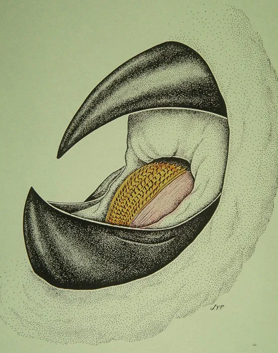 A tongue-like organ called the radula rams food down the giant squid's throat.