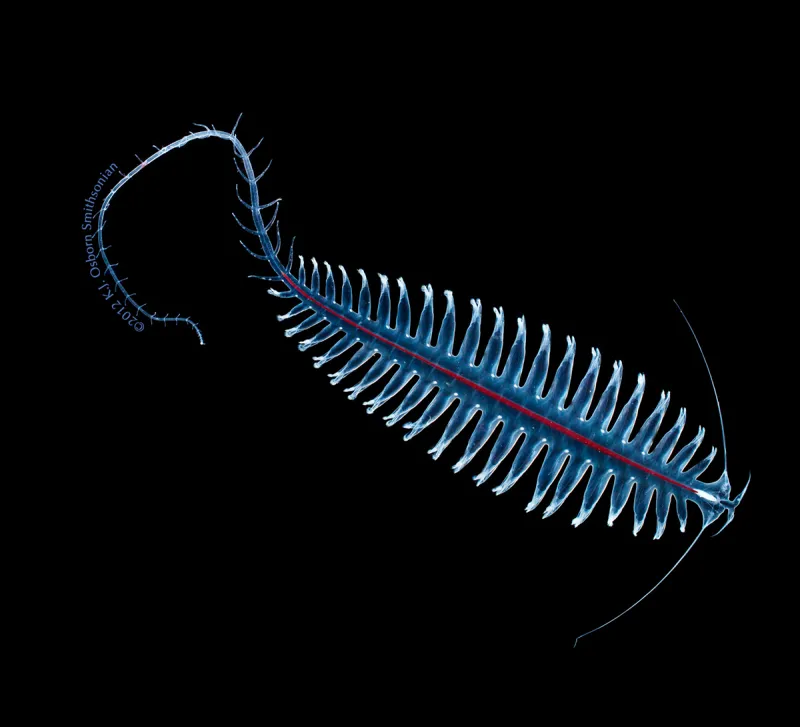 Tomopteris's bristles produce yellow bioluminescence, a unusual color among midwater animals, nearly all of which make some sort of light.