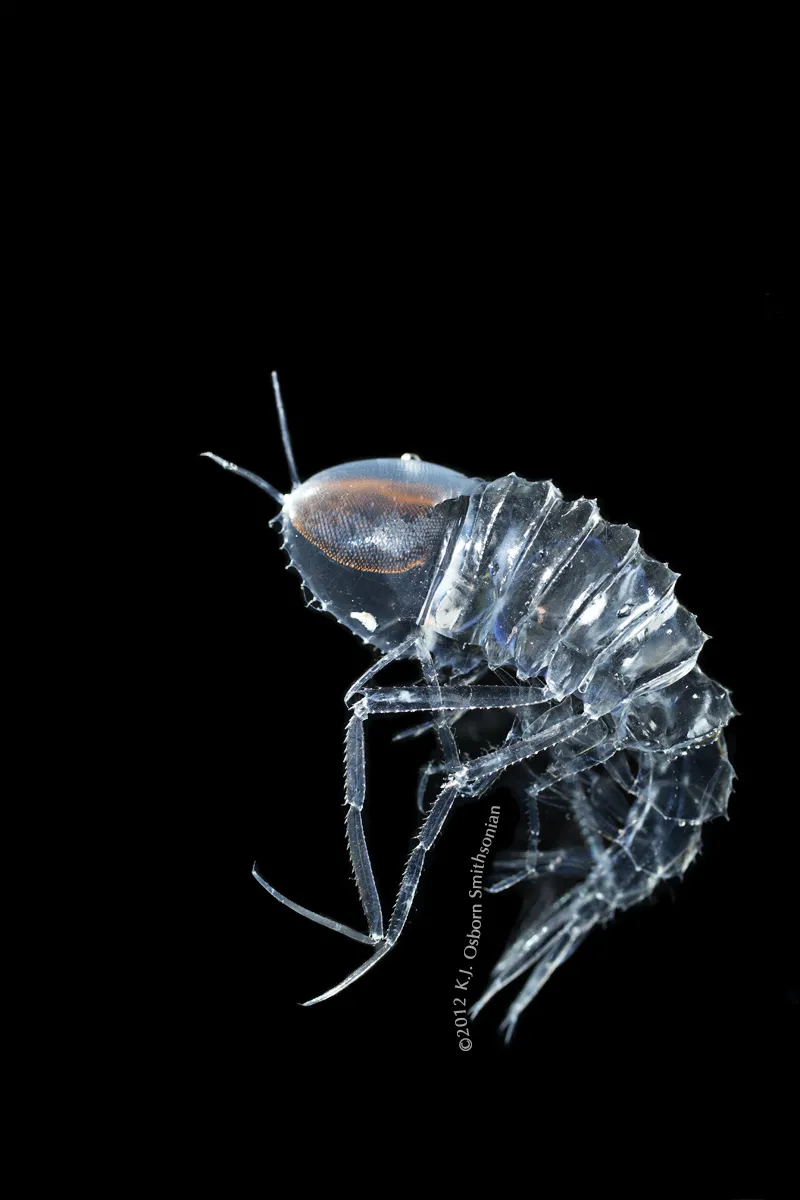 Cystisoma (a type of hyperiid crustacean) has one huge pair of eyes.