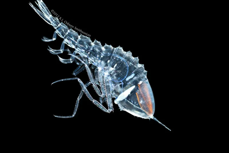 A side-view of translucent hyperiid with a black background.