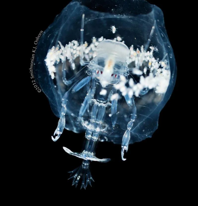 A translucent, female hyperiid surrounded by white young in a barrel-shaped body cavity.