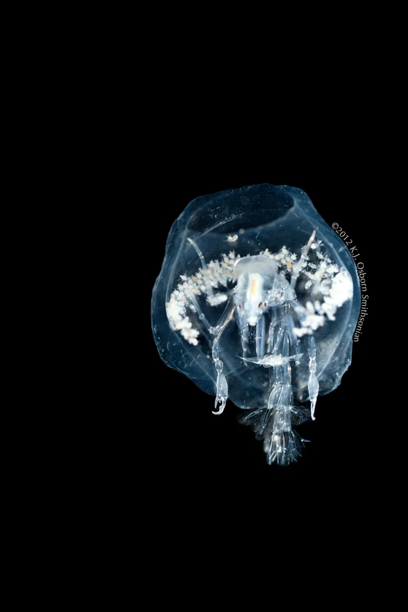 This female hyperiid (Phronima sedentaria), a type of marine crustacean, is surrounded by her young inside the hollowed out barrel-shaped body cavity of a salp. 