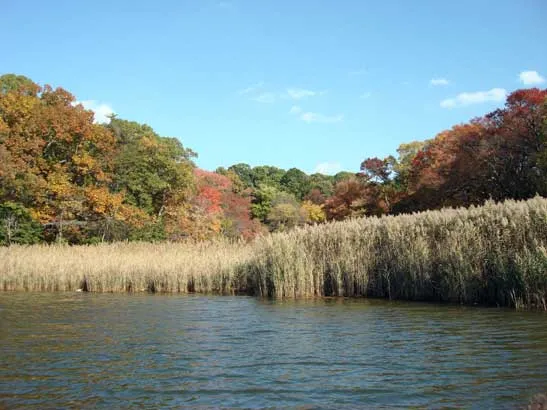 A landscape photo of a shoreline with tall grass-like plants lining the water's edge.