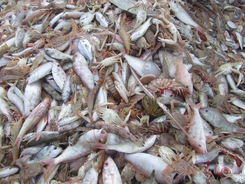 The Gulf of Mexico shrimp trawl fishery scoops up a lot of unwanted fish along with the shrimp. In the 1990s, for every pound of shrimp caught, more than 4 pounds of other fish species were caught as bycatch and discarded dead. 