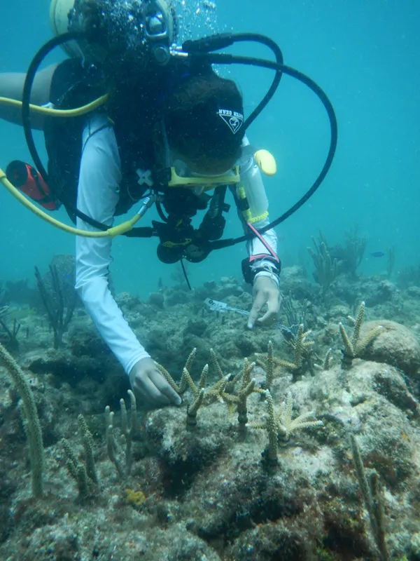 A SCUBAnaut "plants" corals on hard substrates. 