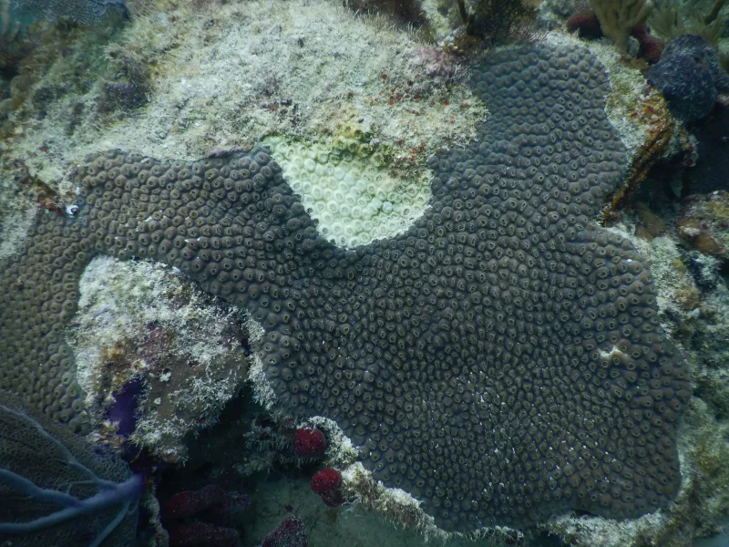 Coral showing signs of disease
