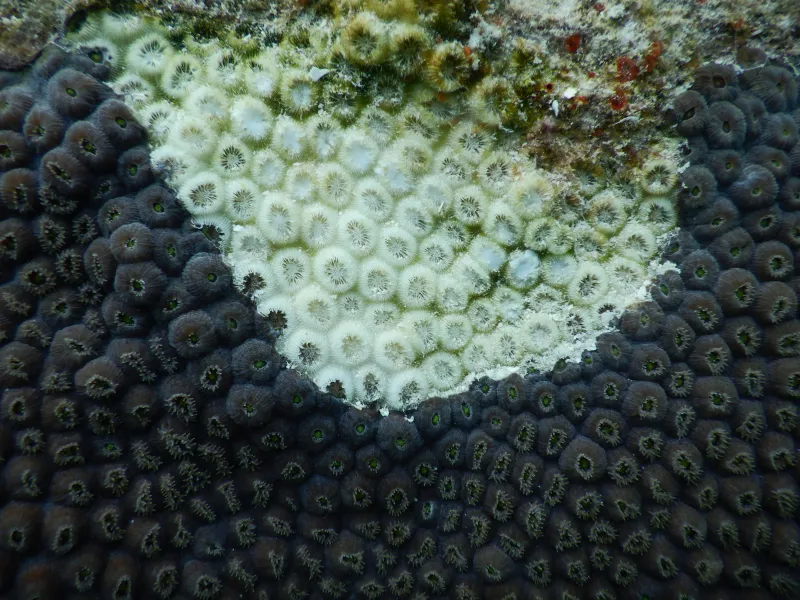 dead coral from disease
