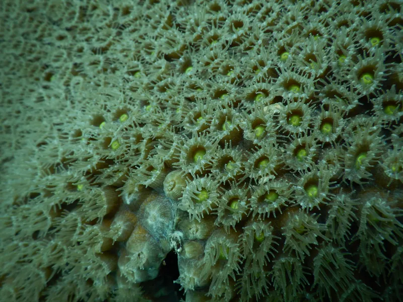 coral polyps