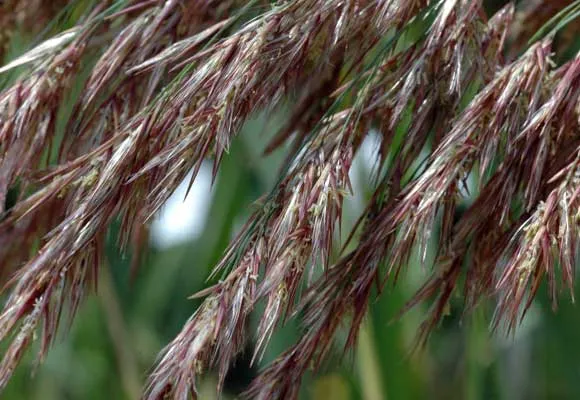 A close-up photo of the seeds on the plant Phragmites australis.