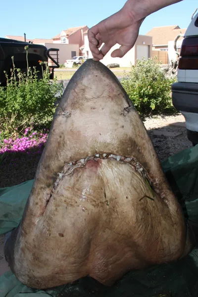 A Great White Shark hunted and killed.