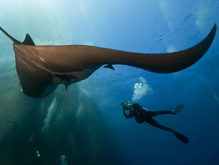 Giant Pacific Manta Ray, Roca Partida Sea Mount, Revillagigedos Islands, Mexico