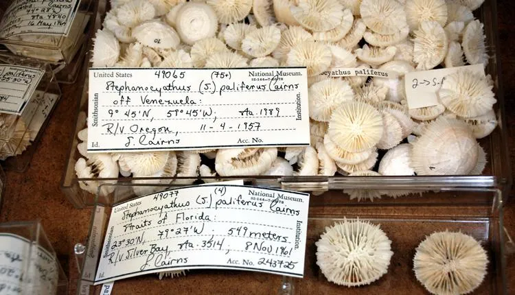 Smithsonian zoologist Dr. Steve Cairns named and described this deep-sea coral species, Stephanocyathus paliferus, now preserved at the National Museum of Natural History.