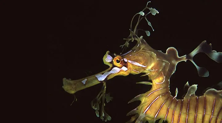 Photo of the head of a leafy seadragon