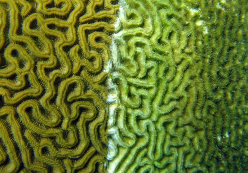 A photo of coral visibly affected by disease. 