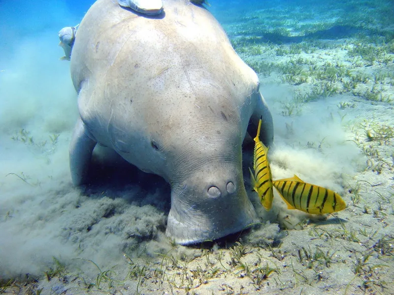dugong feeds on seagrass in the Red Sea