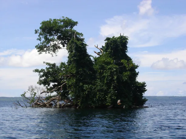 The East Rennell site in the Solomon Islands was inscribed on the World Heritage List in 1998. The site contains one of the largest raised coral atolls in the world, with a marine area extending three nautical miles to sea. The strong climatic effects