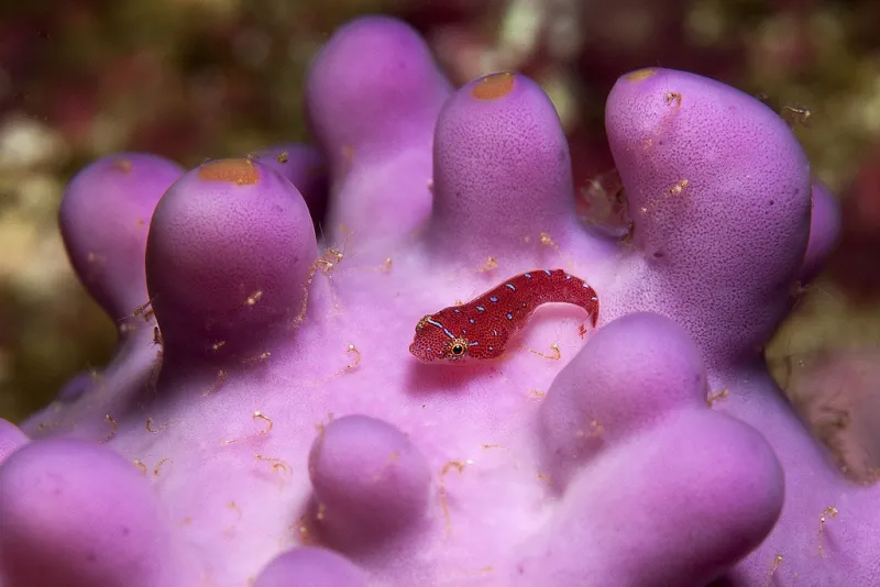 The Eastern cleaner clingfish cleans parasites off of larger fish.