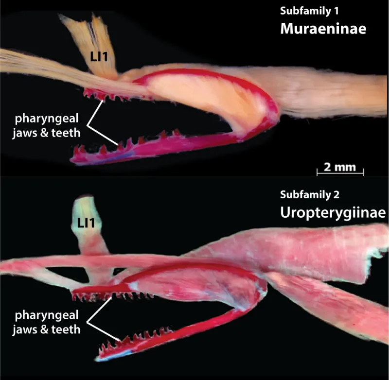 An anatomical image of two dissected moray eels showing the difference between jaws in subfamilies.