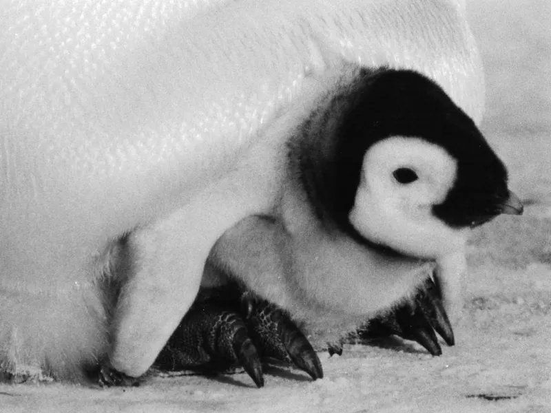 A emperor penguin chick sits under its mother's legs.