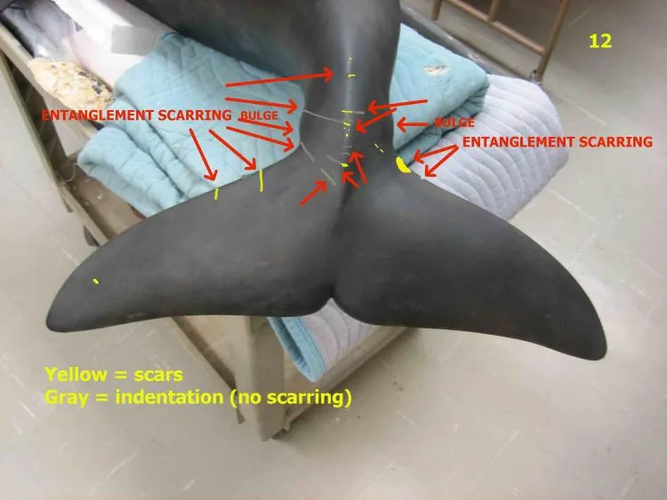 An early scale model of North Atlantic right whale Phoenix indicates the location of scars on her tail from entanglements with fishing gear.