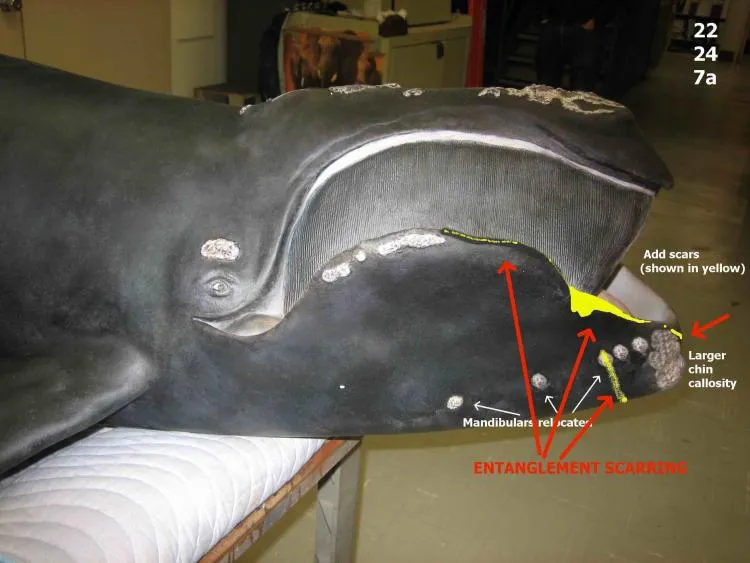 An early scale model of North Atlantic right whale Phoenix that was used to develop a life size model for the Smithsonian shows the location of scars on her mouth from entanglements with fishing gear.