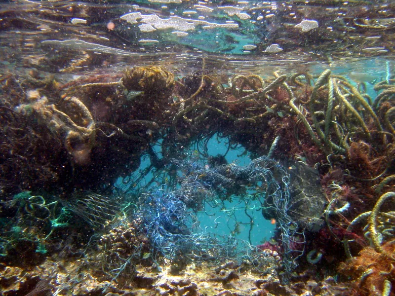 Lost nets become entangled on a coral reef in the NW Hawaiian Islands, doing damage for decades. Wave action on the net breaks pieces of coral off until the net breaks, when it is free to catch on new reefs and do more damage.