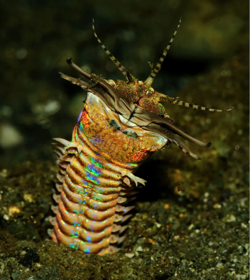 A couple inches wide and up to ten feet long, the bobbit worm stays hidden under tropical sands with just its five antennae poking out—waiting for prey to swim by.