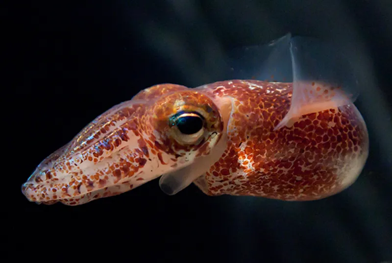 A shimmering bobtail squid.