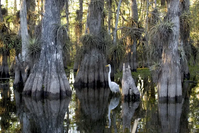 The Everglades National Park in the United States was inscribed on the World Heritage List in 1979. This site is a unique ecosystem created by a shallow, "imperceptible river" 50 miles wide, flowing slowly south to the tip of Florida. The exceptional varie