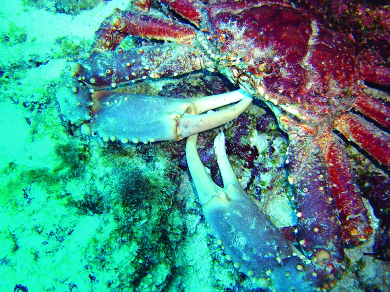 A king crab sits on the bottom of the seafloor. 