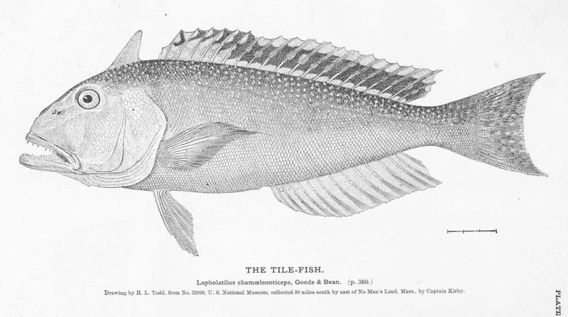 An image of a tilefish
