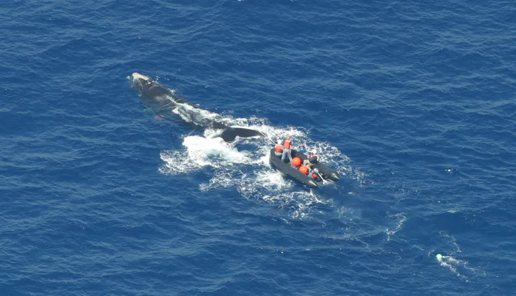 A team works to free a one-year-old right whale from fishing ropes wrapped and knotted around its body and flippers.
