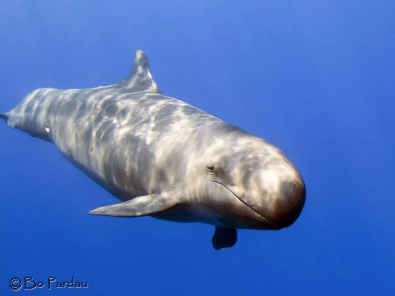False killer whales form close bonds which can result in them getting stranded in large groups.