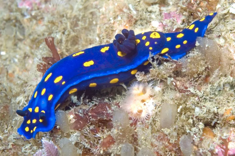 This nudibranch is making a comeback to a location it hasn't been to in years along the California coast. First discovered off the coast of Southern California in 1902, Felimare californiensis was thought to be extinct in the region sin