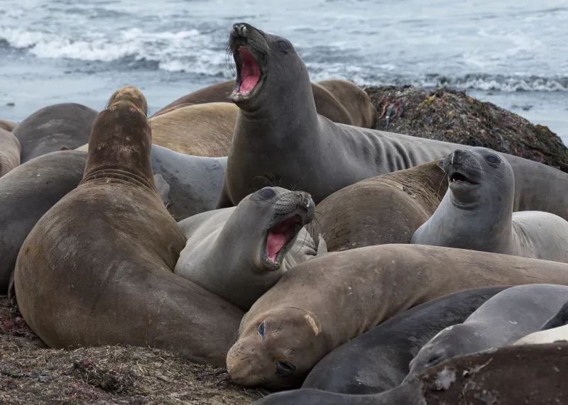 a group of female elephant seals on the beach