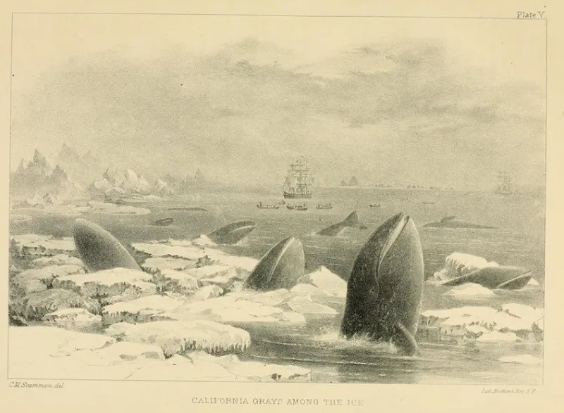 This 1874 illustration of California gray whales (Eschrichtius robustus) shows a group of individuals at the edge of their modern day range in the North Pacific Ocean, blocked from traveling further east into Arctic waters by thick ice barriers.