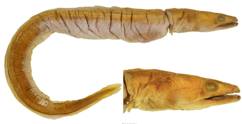 a preserved eel specimen
