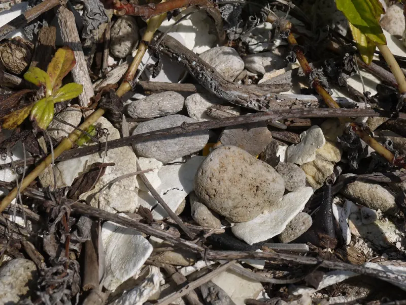 Pumice is the air-filled rock ejected by volcanoes during eruptions. The naturally-occurring pumice originated elsewhere, but can be found scattered on the beaches and mangroves of Belize. Here it is perched upon some mangrove prop roots.