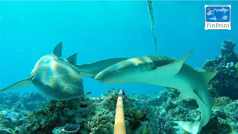 Two nurse sharks hover over a baited cage