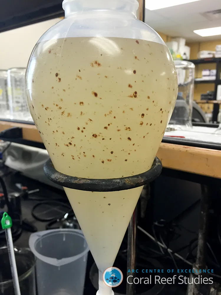Fish larvae exposed to oil make fish slow to respond to predators, and more likely to take risks. 